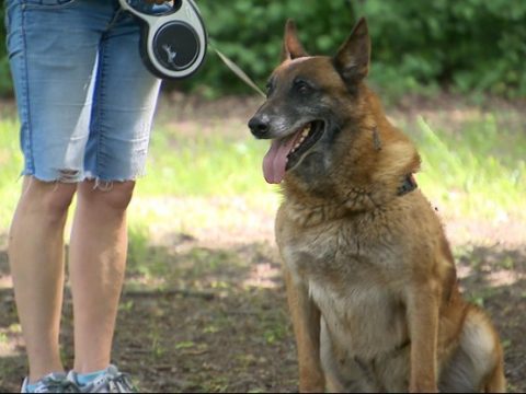Служебный пес удрал от белорусских пограничников в Польшу