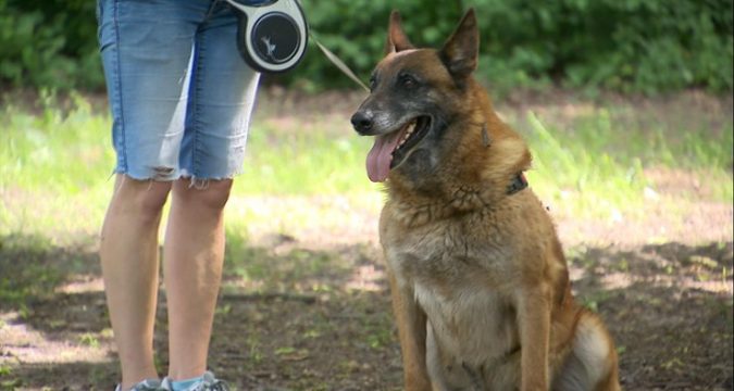 Служебный пес удрал от белорусских пограничников в Польшу