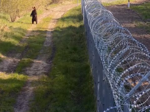 "Мишаня" патрулирует литовско-белорусскую границу