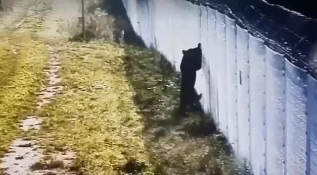 медведь на границе