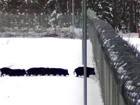 Семейство из 12 диких кабанов попало на камеры на границе. Хотели перейти в Беларусь, но помешал забор.