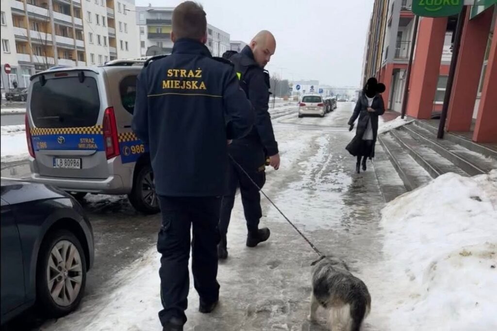 Пропал в Бресте – найден в Польше: как бездомный белорусский пёс оказался за границей