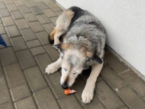 Пропал в Бресте – найден в Польше: как бездомный белорусский пёс оказался за границей