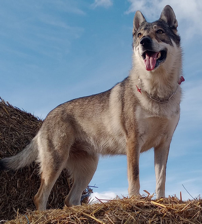 Старший инспектор отделения службы собак Лидского погранотряда Ольга Островская.