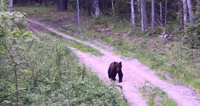 Медведь вплавь преодолел границу Беларуси и Литвы
